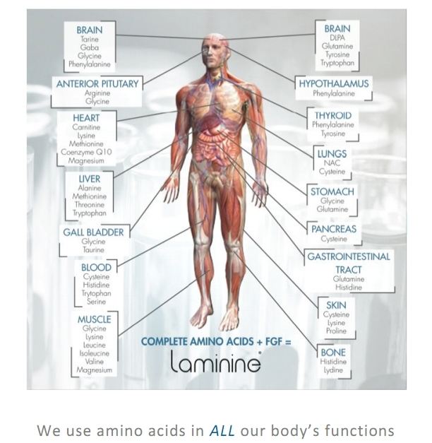 laminine benefits